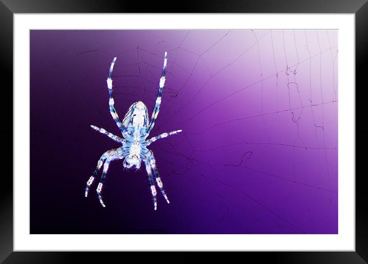 Orb Web Spider Framed Mounted Print by Chris Day