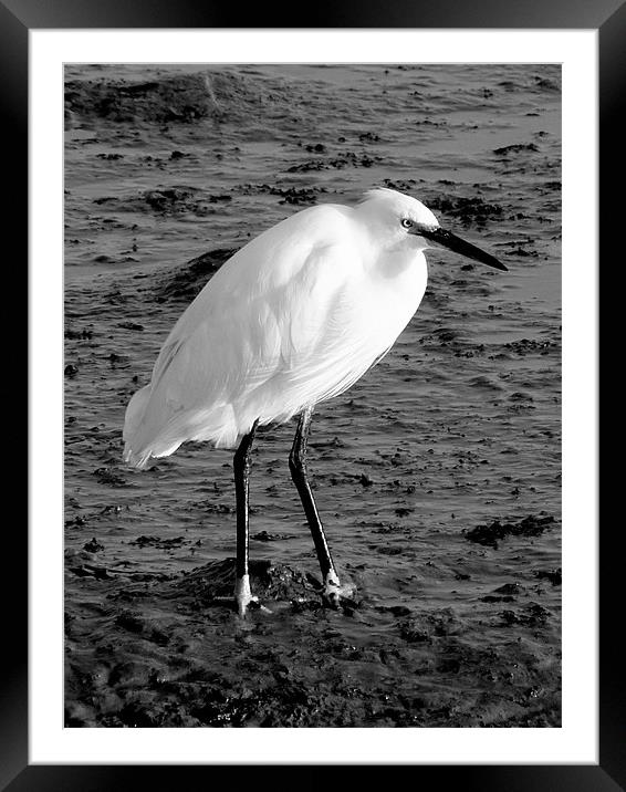 The Little Egret Framed Mounted Print by Louise Godwin