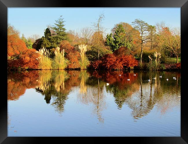 Wakehurst In Autumn Framed Print by Jane Chivers