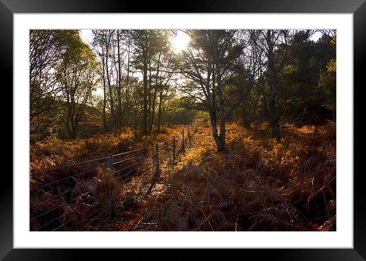Dunwich Heath Autumn Woodland Scene Framed Mounted Print by Darren Burroughs