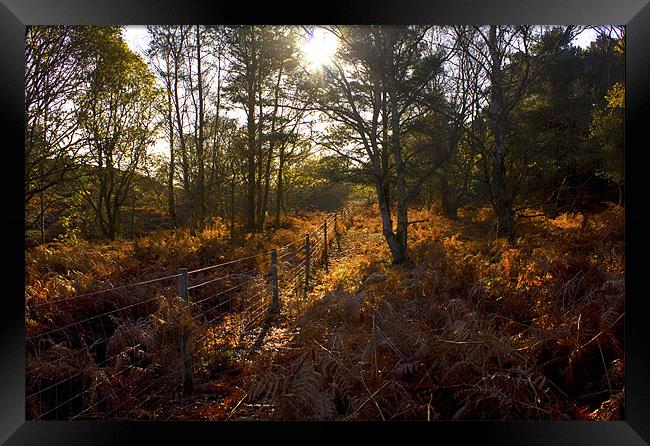 Dunwich Heath Autumn Woodland Scene Framed Print by Darren Burroughs