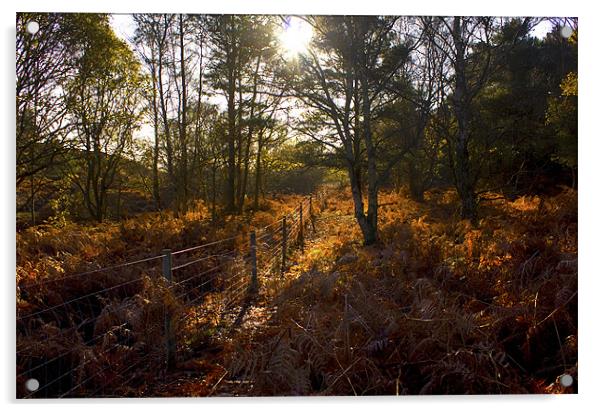 Dunwich Heath Autumn Woodland Scene Acrylic by Darren Burroughs
