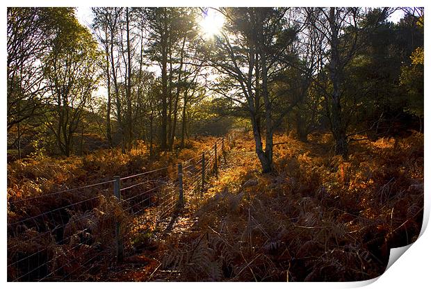 Dunwich Heath Autumn Woodland Scene Print by Darren Burroughs
