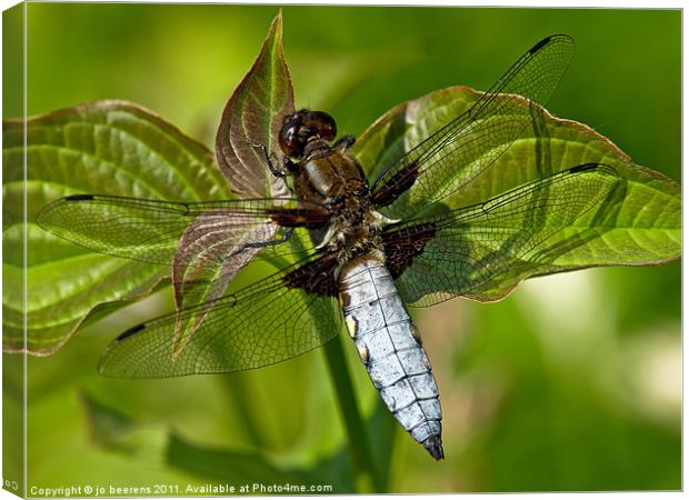 black-tailed skimmer Canvas Print by Jo Beerens