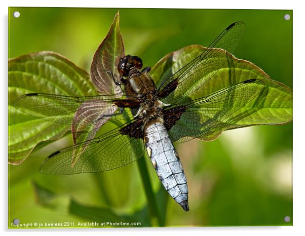 black-tailed skimmer Acrylic by Jo Beerens