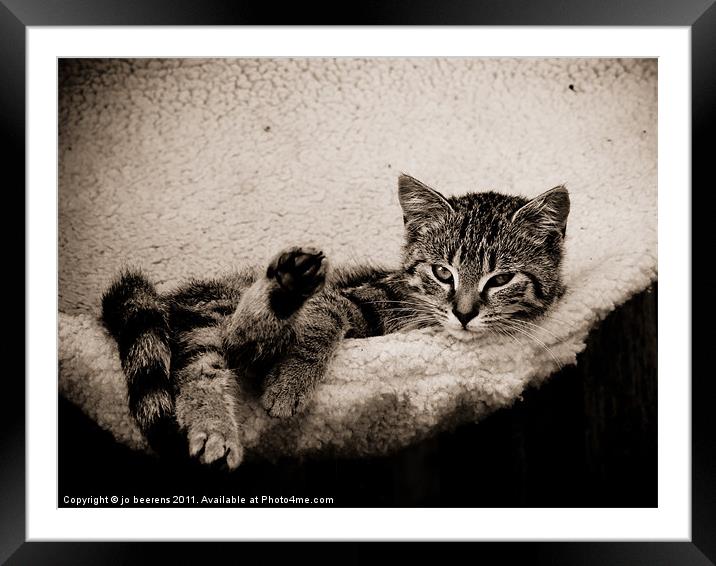 cattitude Framed Mounted Print by Jo Beerens