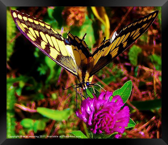 Swallowtail butterfly Framed Print by Sean Wareing