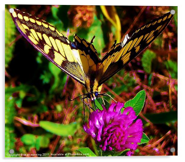 Swallowtail butterfly Acrylic by Sean Wareing