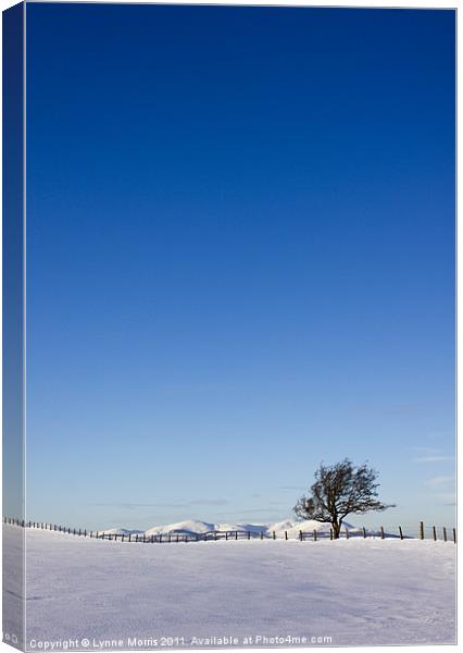 Lone Tree And Blue Sky Canvas Print by Lynne Morris (Lswpp)
