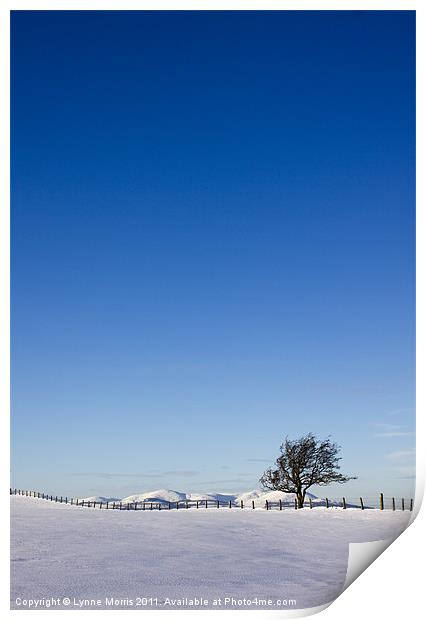 Lone Tree And Blue Sky Print by Lynne Morris (Lswpp)