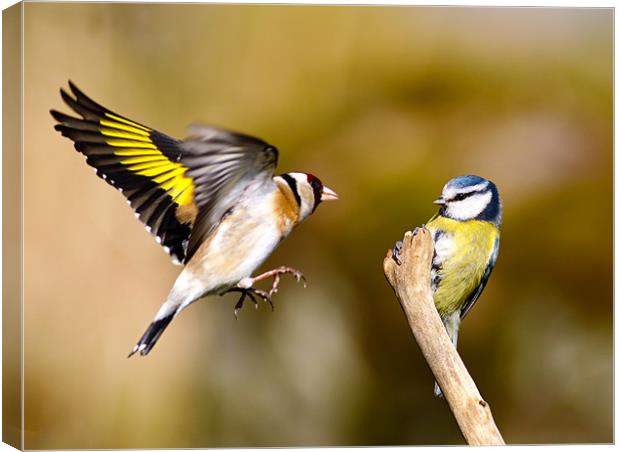 Goldfinch and Bluetit Canvas Print by Grant Glendinning
