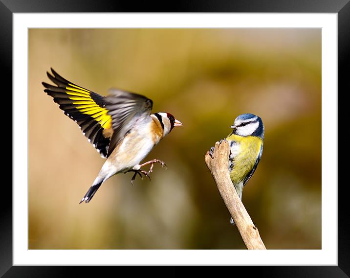 Goldfinch and Bluetit Framed Mounted Print by Grant Glendinning