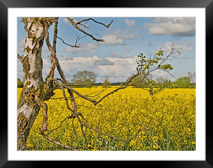 Yellow Rapeseed across the fields in Norfolk Framed Mounted Print by john hartley