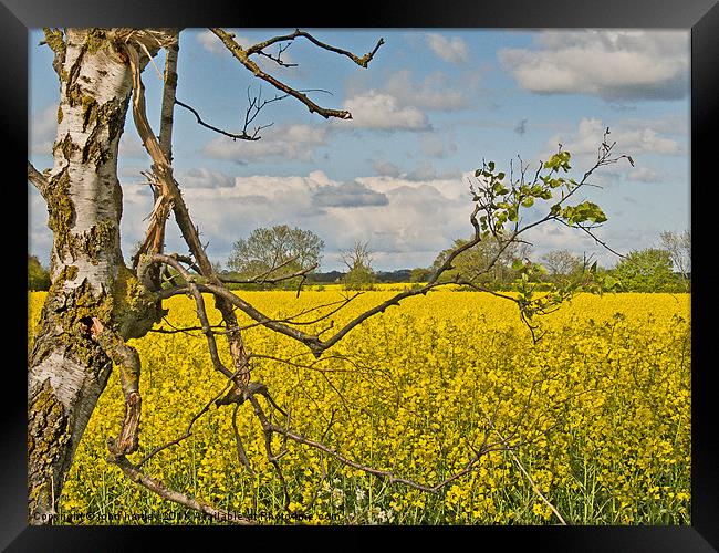 Yellow Rapeseed across the fields in Norfolk Framed Print by john hartley