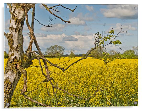 Yellow Rapeseed across the fields in Norfolk Acrylic by john hartley