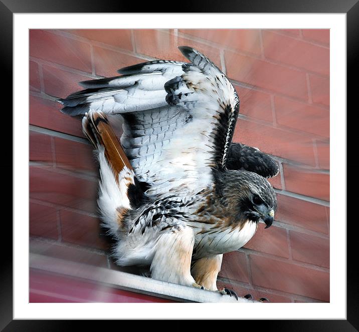 City Loving Red Tailed Hawk Framed Mounted Print by Elaine Manley