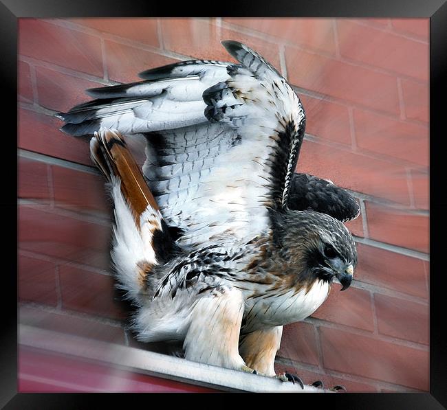 City Loving Red Tailed Hawk Framed Print by Elaine Manley