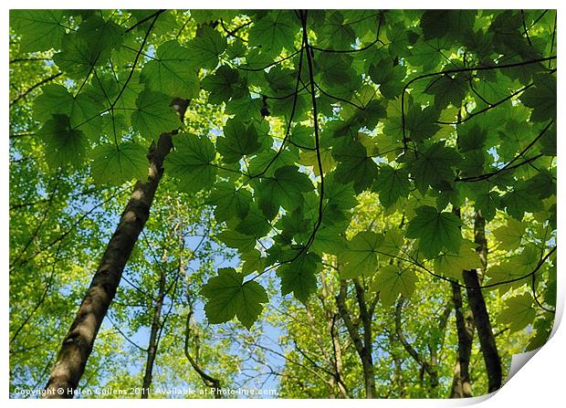 GREEN SHADE Print by Helen Cullens