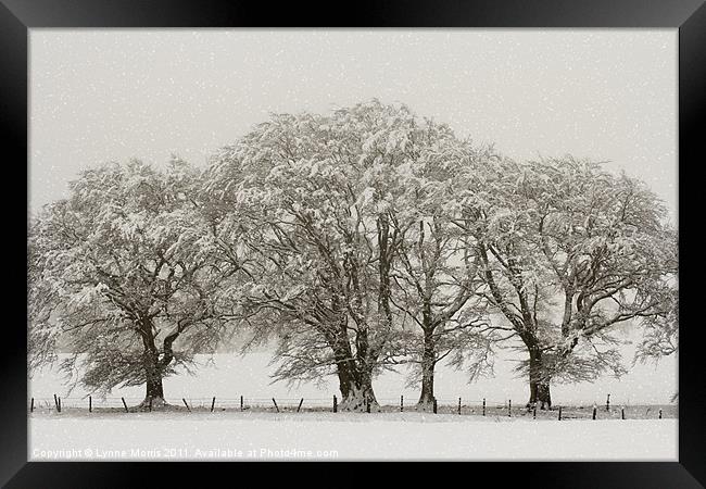 Winter Trees Framed Print by Lynne Morris (Lswpp)