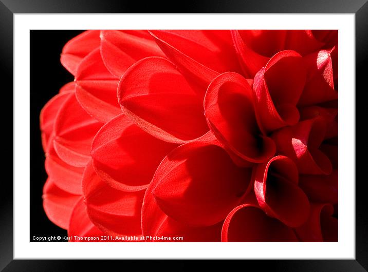 Red Chrysanthemum Framed Mounted Print by Karl Thompson