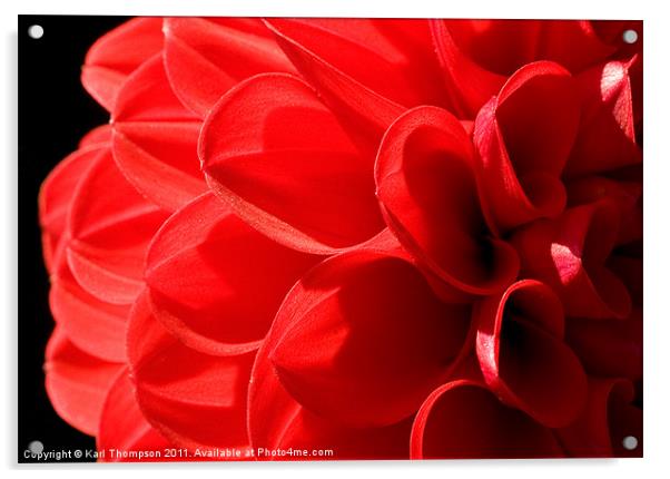 Red Chrysanthemum Acrylic by Karl Thompson