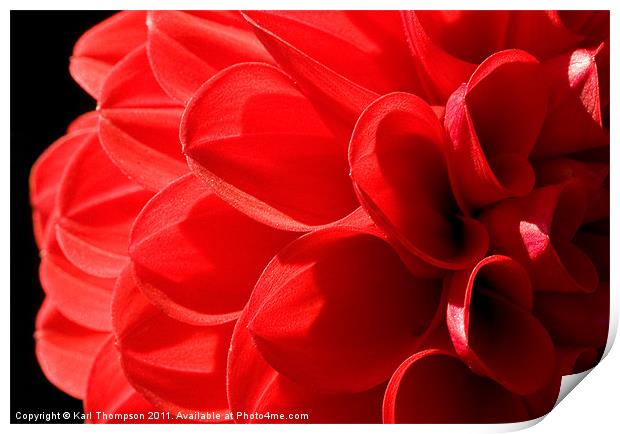 Red Chrysanthemum Print by Karl Thompson