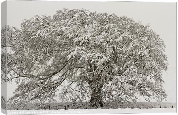 A Snow Oak Canvas Print by Lynne Morris (Lswpp)