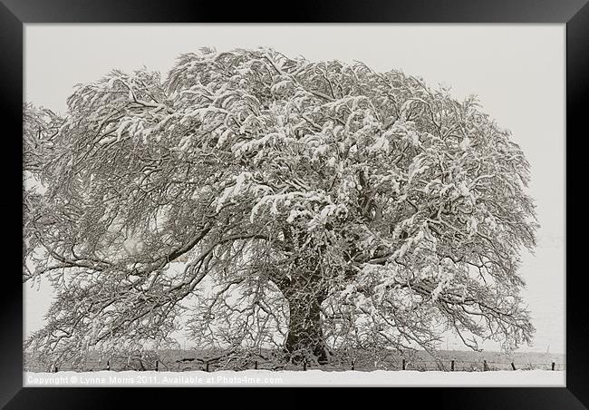 A Snow Oak Framed Print by Lynne Morris (Lswpp)