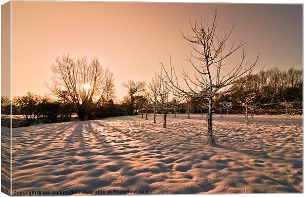 Snowy Orchard Canvas Print by Ian Collins