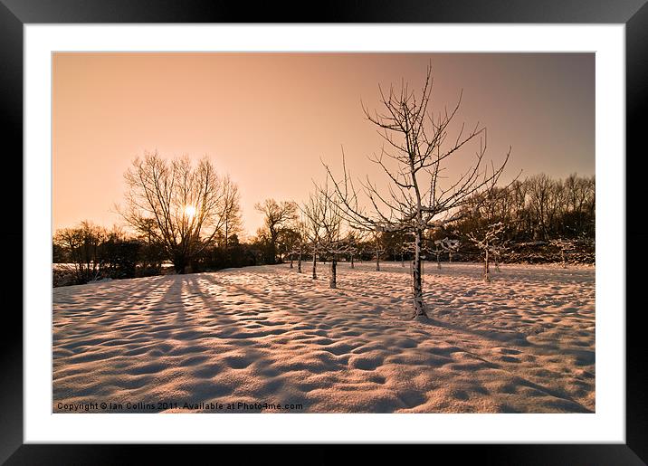 Snowy Orchard Framed Mounted Print by Ian Collins