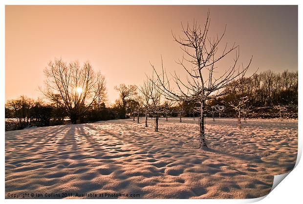 Snowy Orchard Print by Ian Collins