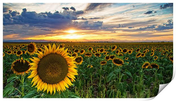 Sunflowers Of Golden Hour Print by John De Bord
