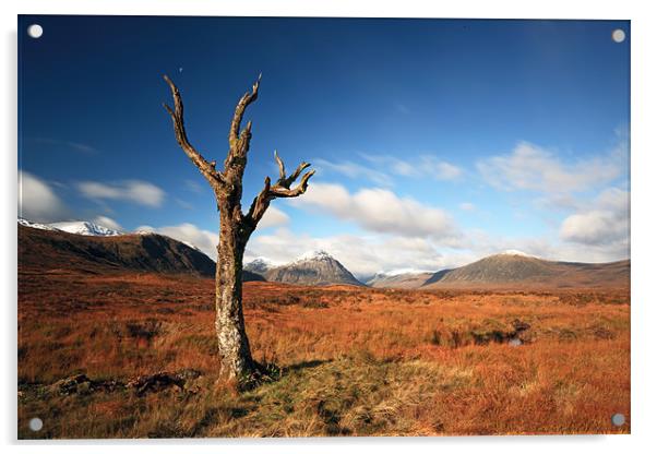 Lone tree, Rannoch moor Acrylic by Grant Glendinning