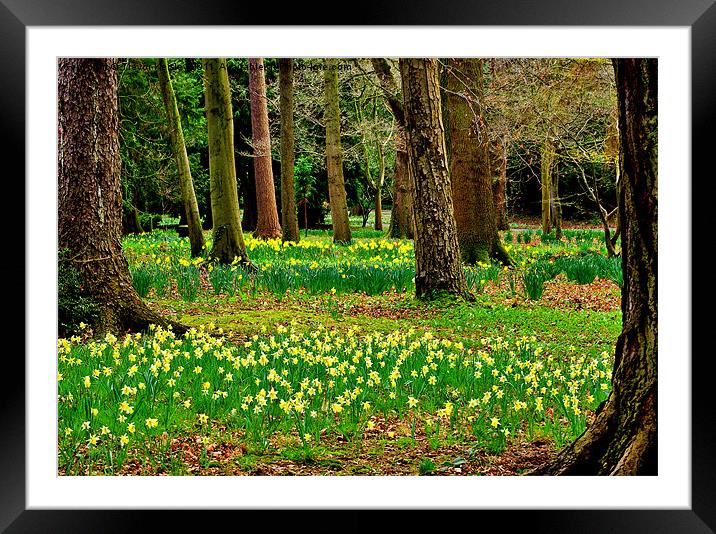 Daffodill Wood Framed Mounted Print by Trevor Kersley RIP