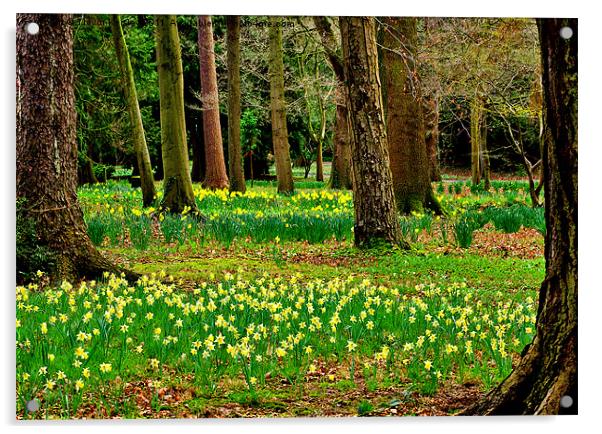 Daffodill Wood Acrylic by Trevor Kersley RIP