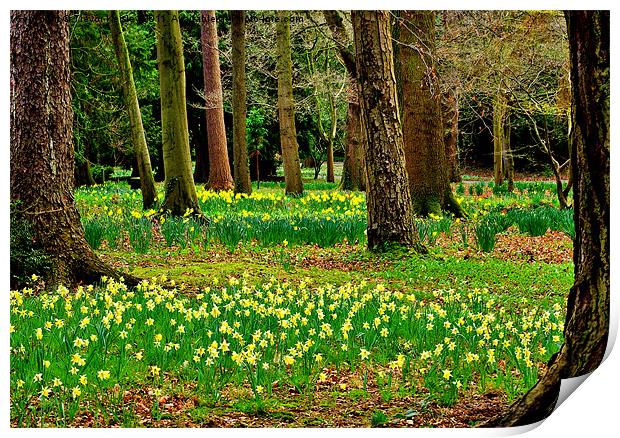 Daffodill Wood Print by Trevor Kersley RIP