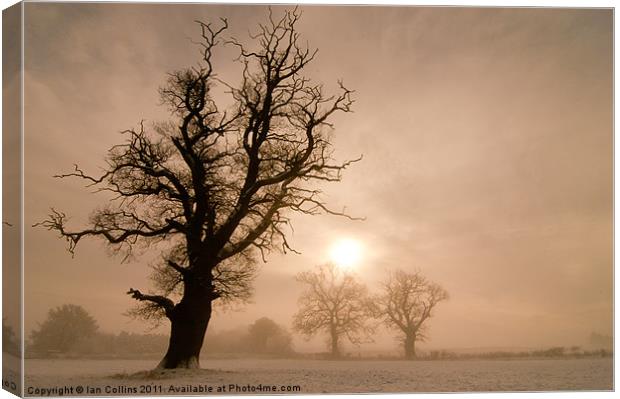 Trees in Mist Canvas Print by Ian Collins