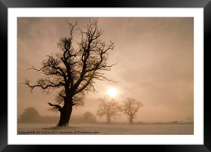 Trees in Mist Framed Mounted Print by Ian Collins