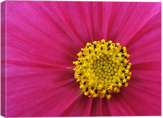 Pink and Yellow Canvas Print by Derek Vines