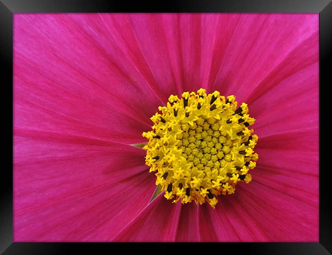 Pink and Yellow Framed Print by Derek Vines