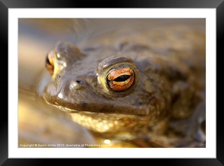 Toad Framed Mounted Print by Darrin miller