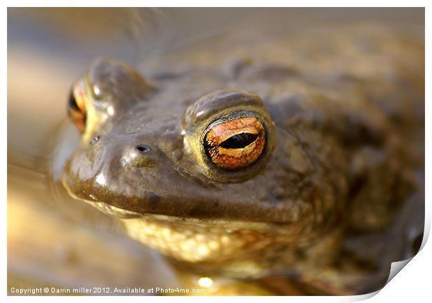 Toad Print by Darrin miller