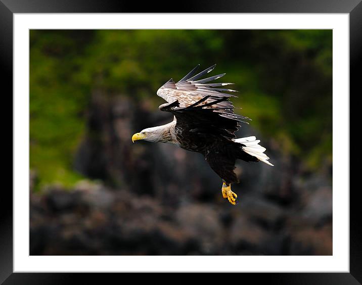 White tailed Sea Eagle Framed Mounted Print by Grant Glendinning