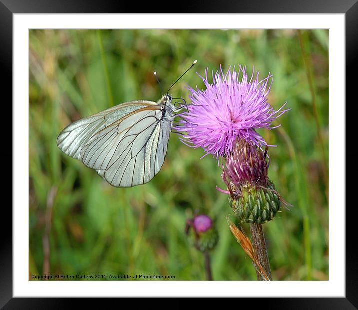 BLACK VEINED WHITE Framed Mounted Print by Helen Cullens