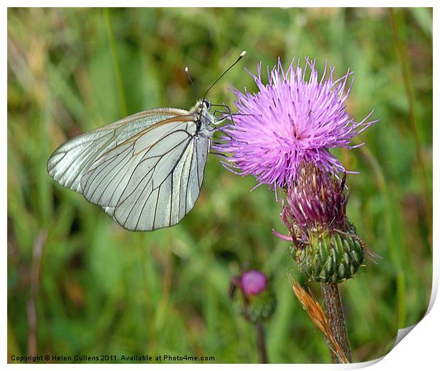 BLACK VEINED WHITE Print by Helen Cullens