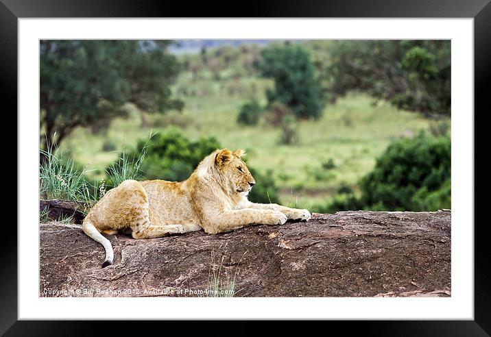 Masai Mara Lion Framed Mounted Print by Bill Buchan