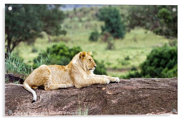 Masai Mara Lion Acrylic by Bill Buchan