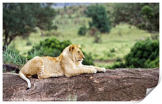 Masai Mara Lion Print by Bill Buchan
