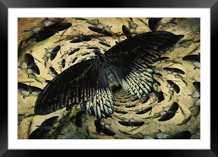 butterfly wall abstract Framed Mounted Print by Heather Newton