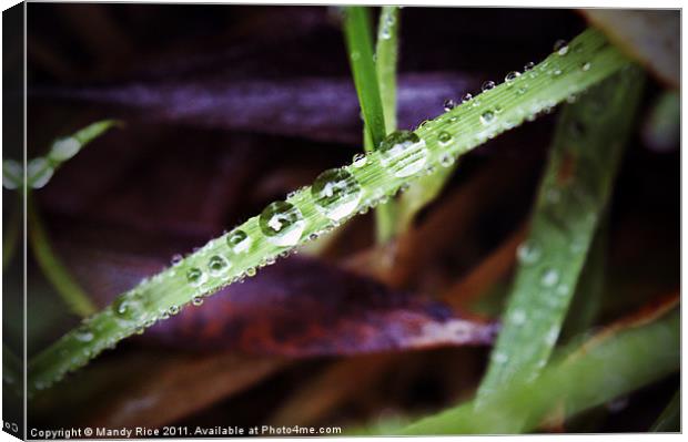 Water droplets on grass Canvas Print by Mandy Rice
